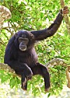 chimpanzee hand and feet chimpanzee hand and feet