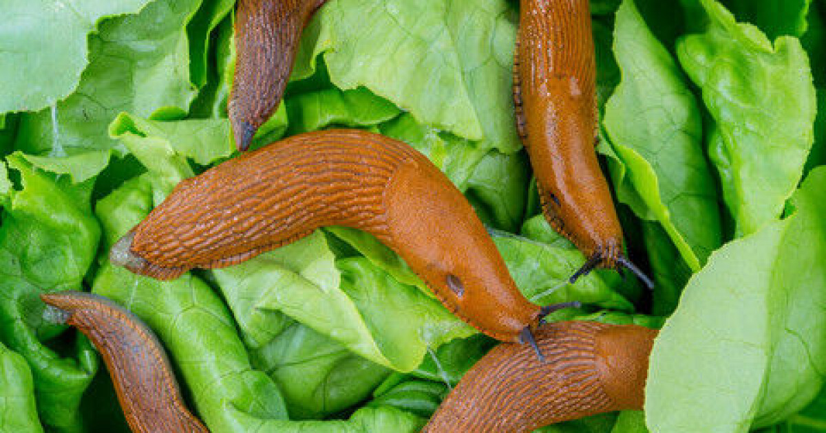 Only One Way To Get Rid Of Spanish Slugs Only One Way To Get Rid Of Spanish Slugs