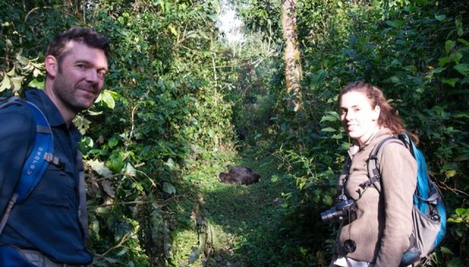 Researchers Peter Kjærgaard and Jessica Hartel from Aarhus University following a chimpanzee during a trip to Uganda in January 2015. (Photo courtesy of Jessica Hartel)