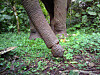 human and chimpanzee feet joints