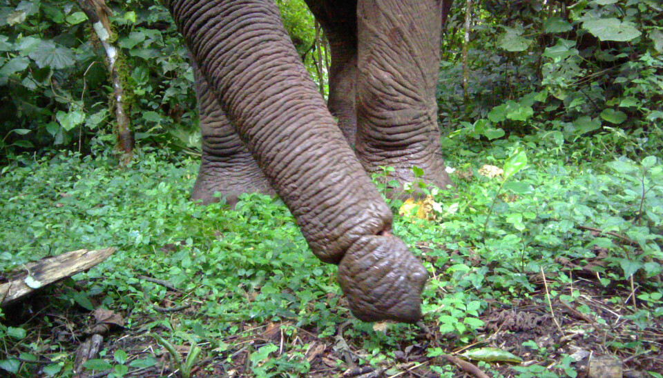 Elephants trunks are also caught in snares. (Photo: David Mills / Panthera / WCS)