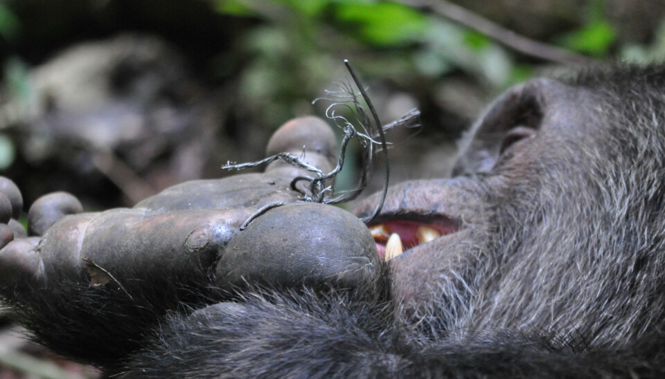 Metal snares are impossible for the chimpanzees to get out of. This chimpanzee, Lanjo, has tried and failed. It took employees in Kibale Chimpanzee Project to remove the noose. (Photo: Erik Scully)