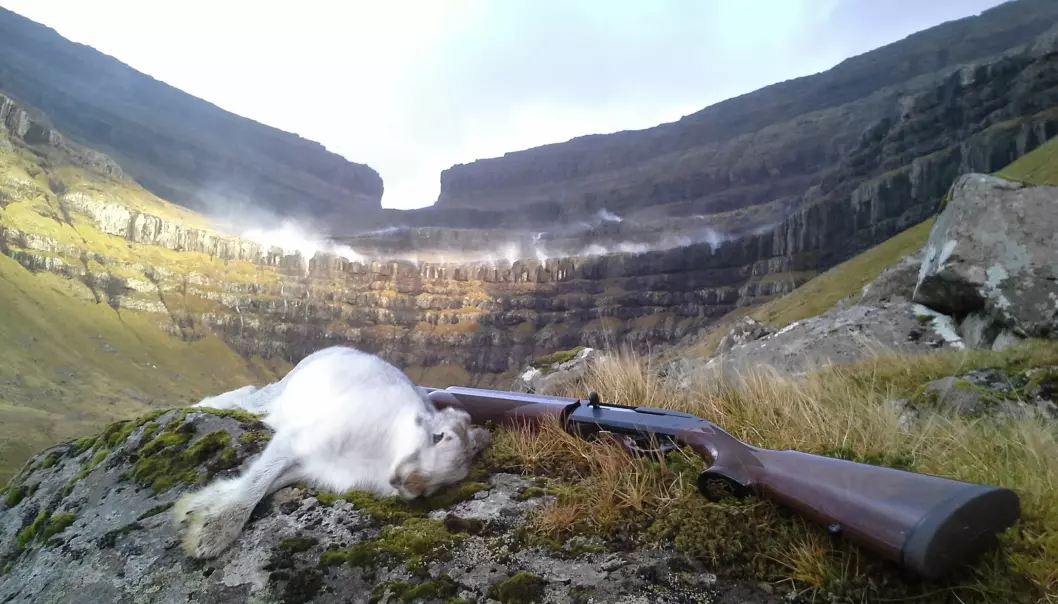 A community of hunters in the Faroe Islands are helping researchers to keep tabs on wild-hare populations, via Facebook. (Photo: David Malik Jørgensen)