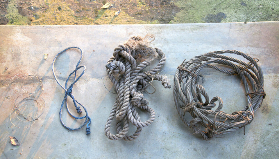 Snares set by poachers in Kibale National Park. The snares are intended to catch small antelopes, but chimpanzees also become trapped in them. (Photo: Peter Kjærgaard, director at the Natural History Museum, University of Copenhagen, Denmark)