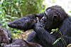 chimpanzee hand