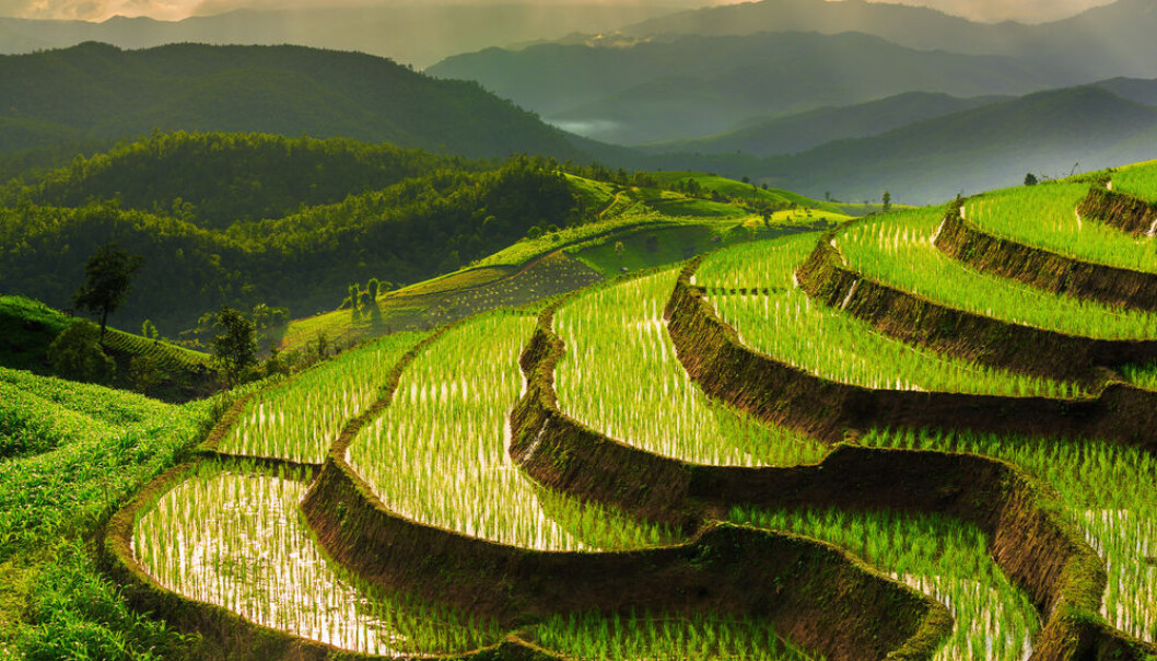 Rice paddies emit up to 17% of global emissions of the greenhouse gas methane, but new research may have a solution – a new type of rice that can feed more people and cut methane emissions. (Photo: <a href="http://www.shutterstock.com/da/pic-208366633/stock-photo-terraced-rice-field-in-chiangmai-thailand.html" target="_blank">Shutterstock</a>)) Rice paddies emit up to 17% of global emissions of the greenhouse gas methane, but new research may have a solution – a new type of rice that can feed more people and cut methane emissions. (Photo: <a href="http://www.shutterstock.com/da/pic-208366633/stock-photo-terraced-rice-field-in-chiangmai-thailand.html" target="_blank">Shutterstock</a>))