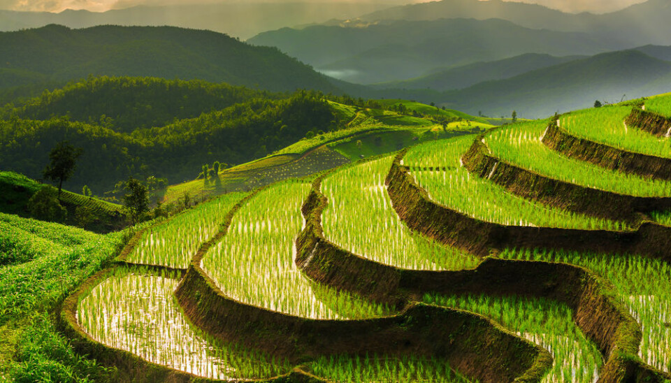 Rice paddies emit up to 17% of global emissions of the greenhouse gas methane, but new research may have a solution – a new type of rice that can feed more people and cut methane emissions. (Photo: Shutterstock))