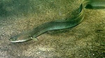 Scientists solve the riddle of eel evolution