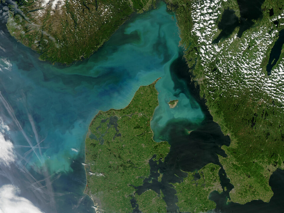 A phytoplankton bloom off the Danish coast – these tiny marine organisms form the base of the marine food chain, but scientists do not know for sure how changing ocean conditions affect this vital food source for marine wildlife. (Photo: Flickr NASA Goddard Space Flight Center, creative commons licence)