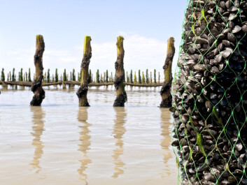 Economic losses in the mollusc aquaculture industry alone due to ocean acidification could be as high as $100 billion by the year 2100, according to a recent study published in the journal Science (Photo: <a href="http://www.shutterstock.com/da/pic-81474511 " target="_blank">Shutterstock</a>).
Economic losses in the mollusc aquaculture industry alone due to ocean acidification could be as high as $100 billion by the year 2100, according to a recent study published in the journal Science (Photo: <a href="http://www.shutterstock.com/da/pic-81474511 " target="_blank">Shutterstock</a>).