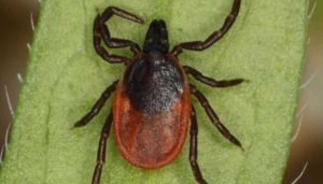 There is now more reason to check for ticks after a walk in the woods. Danish ticks carry a new Borrelia bacterium, which gives quite different symptoms and makes it hard to diagnose dangerous Lyme disease. (Photo: H. Krisp) There is now more reason to check for ticks after a walk in the woods. Danish ticks carry a new Borrelia bacterium, which gives quite different symptoms and makes it hard to diagnose dangerous Lyme disease. (Photo: H. Krisp)