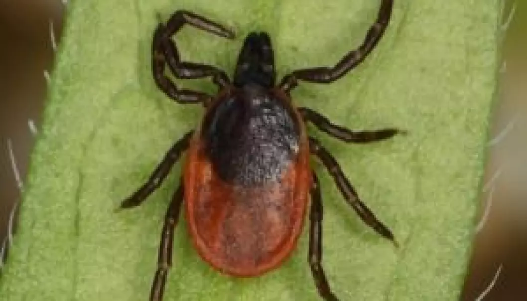 There is now more reason to check for ticks after a walk in the woods. Danish ticks carry a new Borrelia bacterium, which gives quite different symptoms and makes it hard to diagnose dangerous Lyme disease. (Photo: H. Krisp)