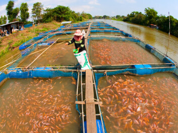 A fish farm on the banks of a Thai river. Aquaculture may be part of the solution to secure supplies for future fisheries, but questions remain on how best to regulate and manage them, according to the Nereus report. (Photo: <a href="http://www.shutterstock.com/da/pic-69539743" target="_blank">Shutterstock</a>)
A fish farm on the banks of a Thai river. Aquaculture may be part of the solution to secure supplies for future fisheries, but questions remain on how best to regulate and manage them, according to the Nereus report. (Photo: <a href="http://www.shutterstock.com/da/pic-69539743" target="_blank">Shutterstock</a>)