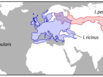 Tick species that carry the Borrelia miyamotoi bacterium are now found all over the world. (Illustration: Krause et al. 2015) Tick species that carry the Borrelia miyamotoi bacterium are now found all over the world. (Illustration: Krause et al. 2015)