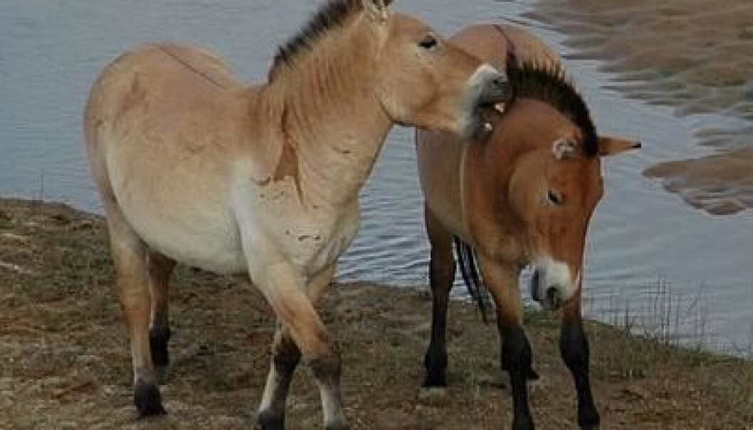 Repopulating nature with wild horses could benefit endangered animals and plants, say scientists. (Photo: Claudia Feh) Repopulating nature with wild horses could benefit endangered animals and plants, say scientists. (Photo: Claudia Feh)
