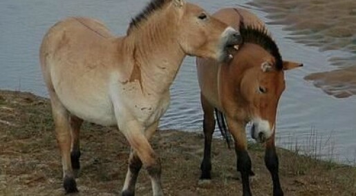 Wild horses could soon return to Europe