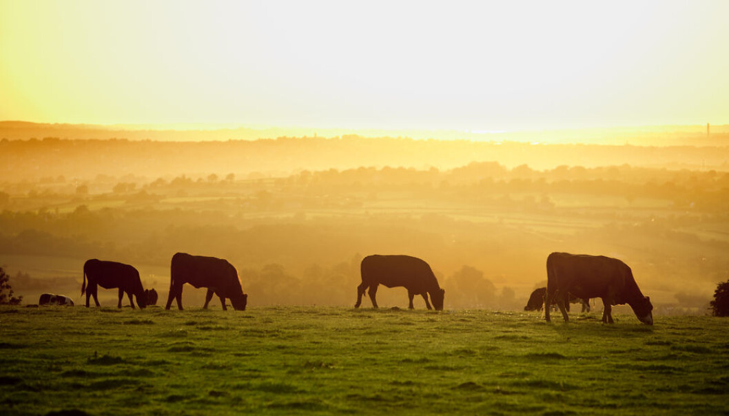The very first farmers in Denmark and Sweden had good control of their cattle. This meant that they could get them to calve in different seasons so farmers had milk all year round. (Shutterstock) The very first farmers in Denmark and Sweden had good control of their cattle. This meant that they could get them to calve in different seasons so farmers had milk all year round. (Shutterstock)