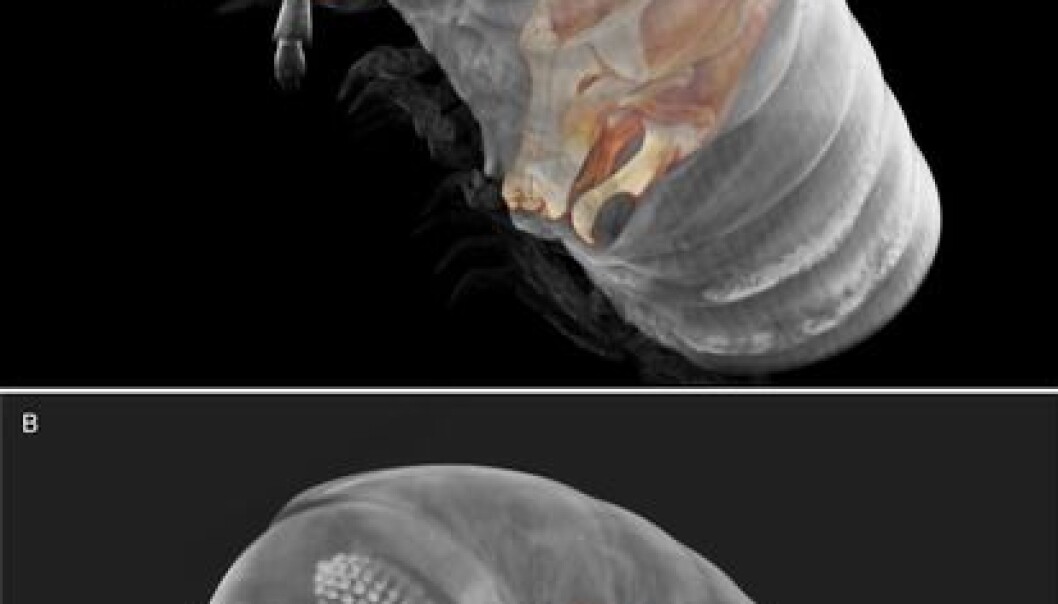 3D cybertypes of the newly discovered millipede species, Ommatoiulus avatar. (Akkari et al. 2015, doi: 10.1371/journal.pone.0135243) 3D cybertypes of the newly discovered millipede species, Ommatoiulus avatar. (Akkari et al. 2015, doi: 10.1371/journal.pone.0135243)