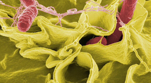 We are infected with Salmonella during overseas travel