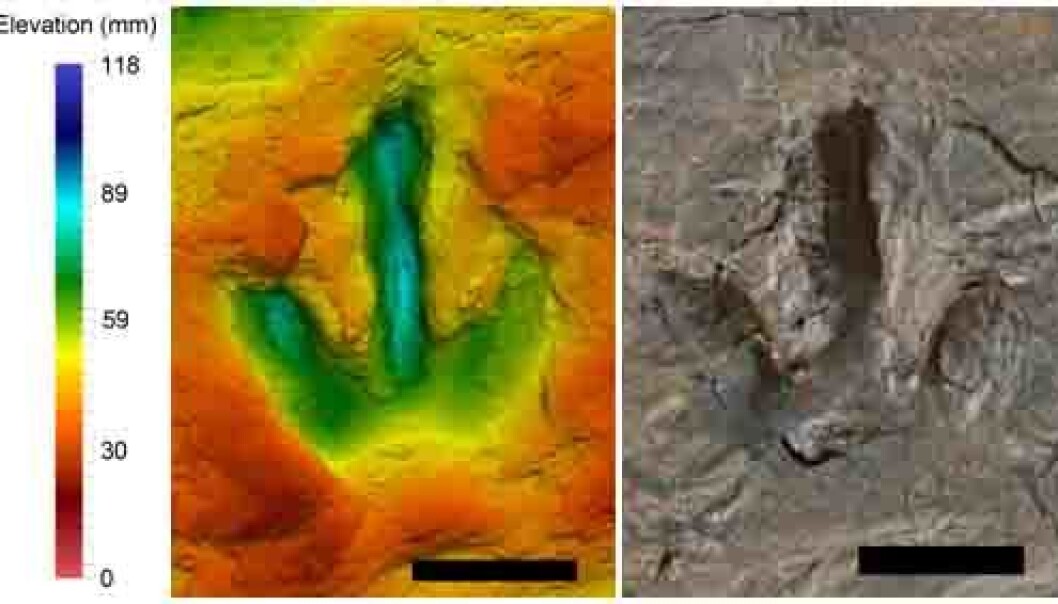 Digital measurements of one of the dinosaur footprints. The prints are preserved as the sand is baked by the sun, hardening it, or when it is filled in with some other material, creating a natural cast. (Photo: Pernille Venø Troelsen) Digital measurements of one of the dinosaur footprints. The prints are preserved as the sand is baked by the sun, hardening it, or when it is filled in with some other material, creating a natural cast. (Photo: Pernille Venø Troelsen)