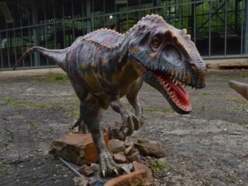The footprints were probably left by one of these guys, a dinosaur type Megalosauripus. (Photo: Pernille Venø Troelsen) The footprints were probably left by one of these guys, a dinosaur type Megalosauripus. (Photo: Pernille Venø Troelsen)