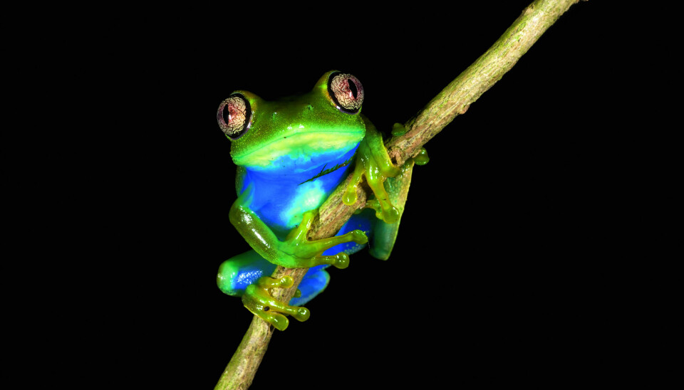 The Leptopelis grandiceps frog. (Photo: Michele Menegon)