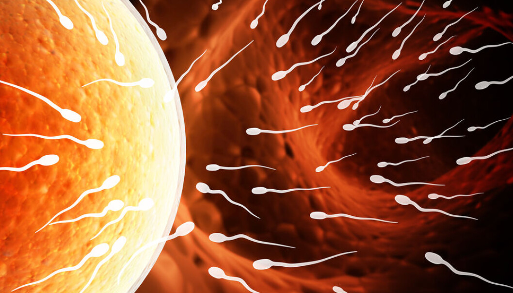 A human egg at the fertilization stage. New research has discovered seven genes that interact with so-called “junk DNA” to kick start embryo development. (Photo: Shutterstock) A human egg at the fertilization stage. New research has discovered seven genes that interact with so-called “junk DNA” to kick start embryo development. (Photo: Shutterstock)