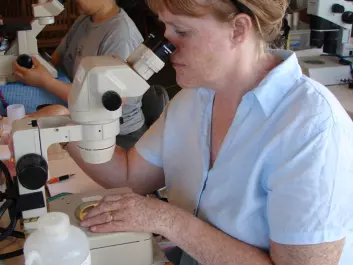 Jónasdóttir identifies copepods under the microscope on-board the DTU research vessel ‘Dana’ (Photo: Sigrún Jónasdóttir)