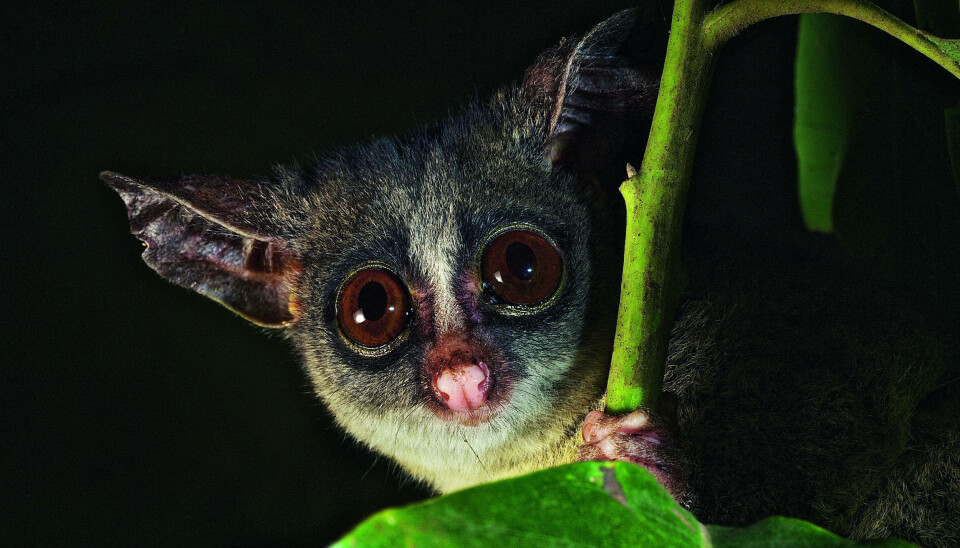 The small primate 'Mountain dwarf Galago' hiding in the rainforest. (Photo: Michele Menegon)