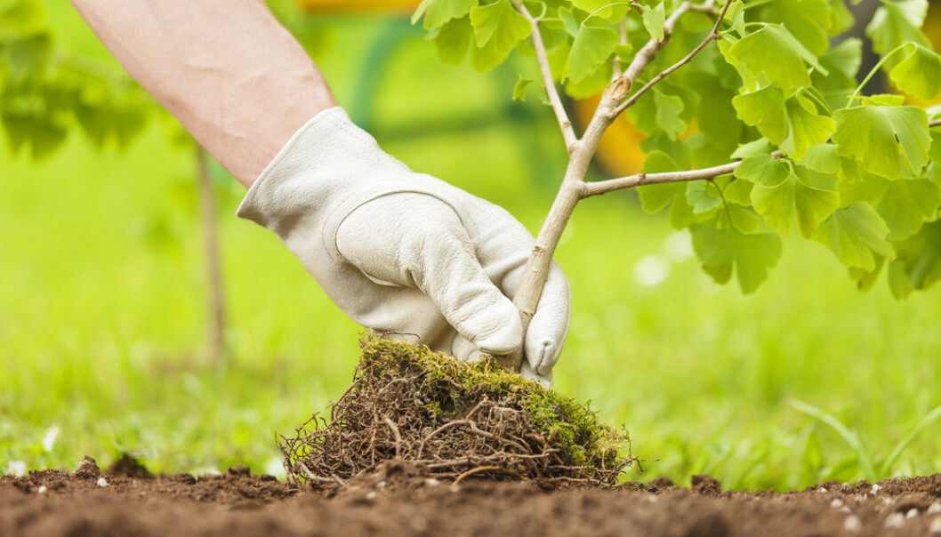 A new study shows that bacteria, worms, beetles and other underground organisms are just as important as life above ground when it comes to the overall health of ecosystems (Photo: <a href="http://www.shutterstock.com/da/pic-295997087/stock-photo-hand-with-glove-planting-small-tree-with-roots-in-a-garden-on-green-background.html" target="_blank">Shutterstock</a>) A new study shows that bacteria, worms, beetles and other underground organisms are just as important as life above ground when it comes to the overall health of ecosystems (Photo: <a href="http://www.shutterstock.com/da/pic-295997087/stock-photo-hand-with-glove-planting-small-tree-with-roots-in-a-garden-on-green-background.html" target="_blank">Shutterstock</a>)