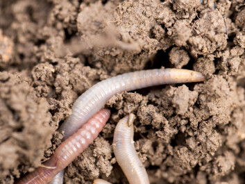 Most of the world's biodiversity lives underground, says Aimée Classen. (Photo: <a href="http://www.shutterstock.com/da/pic-185640719/stock-photo-earthworms-on-soil-macro.html" target="_blank">Shutterstock</a>) Most of the world's biodiversity lives underground, says Aimée Classen. (Photo: <a href="http://www.shutterstock.com/da/pic-185640719/stock-photo-earthworms-on-soil-macro.html" target="_blank">Shutterstock</a>)