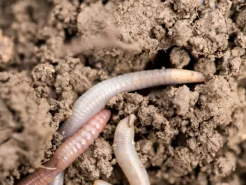Most of the world's biodiversity lives underground, says Aimée Classen. (Photo: <a href="http://www.shutterstock.com/da/pic-185640719/stock-photo-earthworms-on-soil-macro.html" target="_blank">Shutterstock</a>)