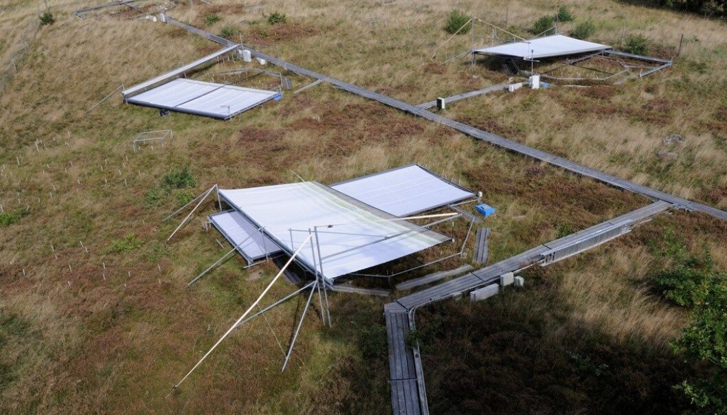 The CLIMAITE research project is the biggest of its kind and, unlike most other experiments, CLIMAITE is being carried out not in the lab but in the open. Warming and drought are simulated with the help of huge curtains and small jets are used to elevate the concentration of CO2. (Photo: Kim Pilegaard, Risø DTU) The CLIMAITE research project is the biggest of its kind and, unlike most other experiments, CLIMAITE is being carried out not in the lab but in the open. Warming and drought are simulated with the help of huge curtains and small jets are used to elevate the concentration of CO2. (Photo: Kim Pilegaard, Risø DTU)