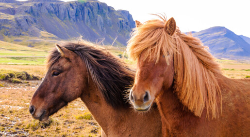 Icelandic horses carry heavy burdens Icelandic horses carry heavy burdens