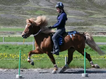 Icelandic horses are known for their abilities to run with a gait called a toelt, as seen here. (Foto: Sveinn Ragnarsson)