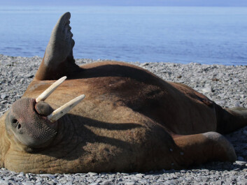 Walrus tusks were in high demand in the Middle Ages. They were used to make jewellery, game pieces, and religious carvings, and were considered fit for a king. (Photo: <a href="http://www.shutterstock.com/da/pic-280428368/stock-photo-walrus-rookery-in-the-laptev-sea.html" target="blank_">Shutterstock</a>) Walrus tusks were in high demand in the Middle Ages. They were used to make jewellery, game pieces, and religious carvings, and were considered fit for a king. (Photo: <a href="http://www.shutterstock.com/da/pic-280428368/stock-photo-walrus-rookery-in-the-laptev-sea.html" target="blank_">Shutterstock</a>)