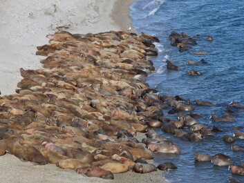 Scientists will measure lead in Disko Bay, Greenland, to see if it was a major hunting ground for Walrus in the Middle Ages. (Photo: <a href="http://www.shutterstock.com/da/pic-121449841/stock-photo-walrus-rookery.html" target="blank_">Shutterstock</a>) Scientists will measure lead in Disko Bay, Greenland, to see if it was a major hunting ground for Walrus in the Middle Ages. (Photo: <a href="http://www.shutterstock.com/da/pic-121449841/stock-photo-walrus-rookery.html" target="blank_">Shutterstock</a>)