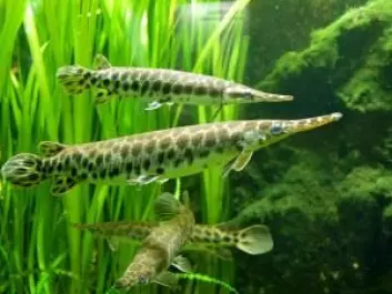 The researchers found two of the three genes associated with enamel in the scales of Lepisosteus a.k.a North American Gar. (Photo: Wikimedia Commons)