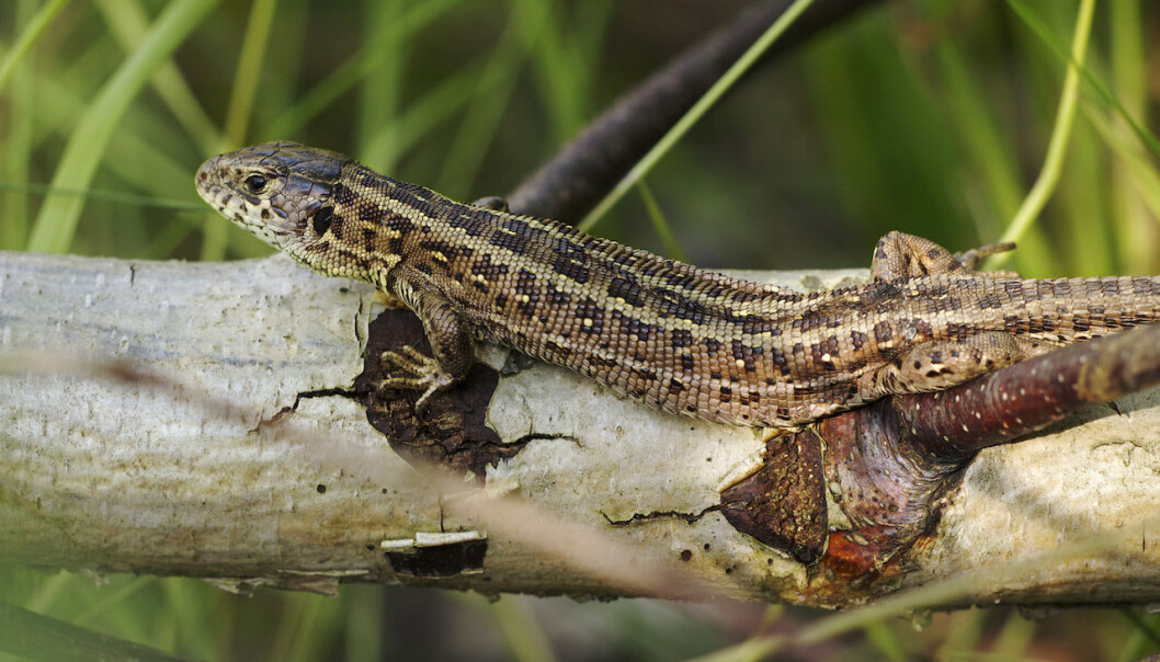 Female Sand Lizards may be able to adapt to--and even benefit--from climate change, suggests new study. (Photo: Wikipedia) Female Sand Lizards may be able to adapt to--and even benefit--from climate change, suggests new study. (Photo: Wikipedia)