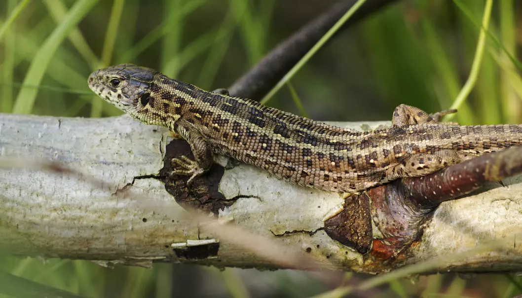 Female Sand Lizards may be able to adapt to--and even benefit--from climate change, suggests new study. (Photo: Wikipedia)