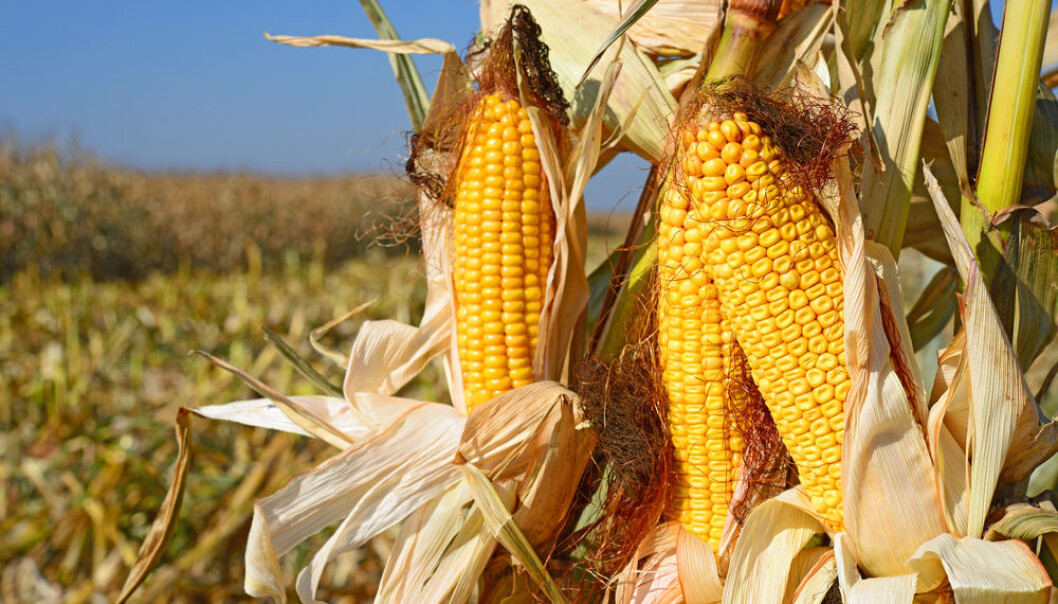Scientists recommend rebreeding modern domesticated crops with wild relatives to restore their key defences against pests. This includes the ability to attract and reward other insects that are the natural enemies of these pests, so-called plant ‘bodyguards’ (Photo: <a href= http://www.shutterstock.com/da/pic-157570751/stock-photo-ripe-corn.html target=”blank_”>Shutterstock</a>). Scientists recommend rebreeding modern domesticated crops with wild relatives to restore their key defences against pests. This includes the ability to attract and reward other insects that are the natural enemies of these pests, so-called plant ‘bodyguards’ (Photo: <a href= http://www.shutterstock.com/da/pic-157570751/stock-photo-ripe-corn.html target=”blank_”>Shutterstock</a>).