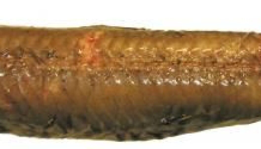 Biologist Jan Yde Poulsen discovered an unknown species of fish on a trip with the Greenland research vessel R/V Pâmiut. (Photo courtesy of Jan Yde Poulsen) Biologist Jan Yde Poulsen discovered an unknown species of fish on a trip with the Greenland research vessel R/V Pâmiut. (Photo courtesy of Jan Yde Poulsen)