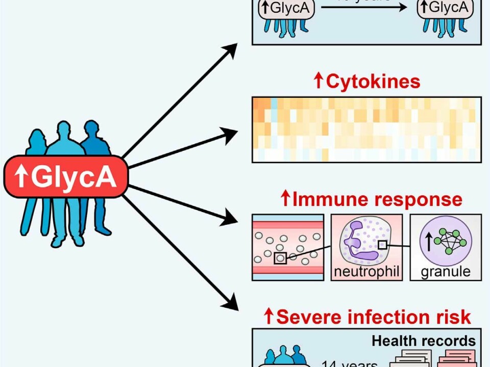 This illustration summarises the biological response of the body to elevated levels of the biomarker GlycA. Elevated GlycA can persist for over 10 years due to chronic inflammation and infection. The body responds in two ways: First, it increases production of cytokines to tackle the inflammation, and second, it releases neutrophils--a type of white blood cell--to fight the infection. By the end of the study, those people with all three of these indicators had a substantially increased risk of severe infection, and even death (Illustration: Ritchie et al./Cell Systems 2015)