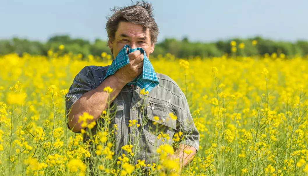 Allergies such as hay fever occur when the immune system ‘overreacts’ to pollen. (Photo: Shutterstock)