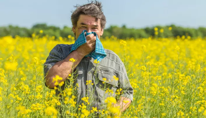 No link between allergies and deadly diseases