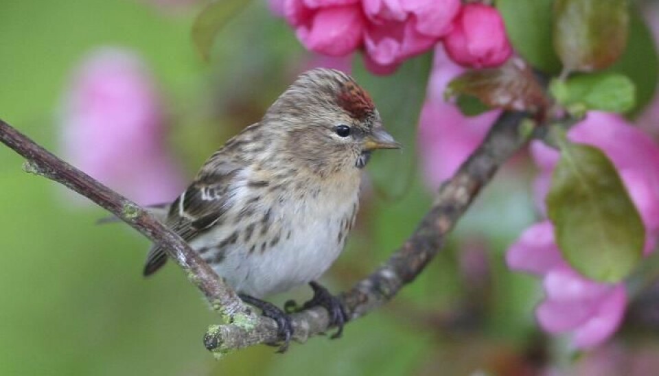 A vast network of avid bird watchers all across Europe have helped scientists piece together how birds are responding to both climate change and intensive agriculture. Unfortunately, this little Redpoll is not responding well to a warmer climate (Photo: David Dillon/BirdLife International)