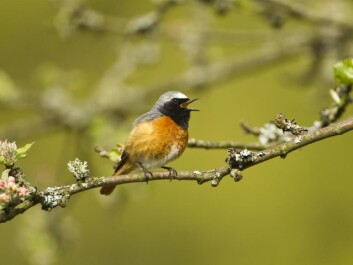 It’s not all bad news. Long-distance migrants like this Common Redstart are benefiting from warmer summers in Europe. (Photo: Mark Hamblin (rspb-images.com)) It’s not all bad news. Long-distance migrants like this Common Redstart are benefiting from warmer summers in Europe. (Photo: Mark Hamblin (rspb-images.com))