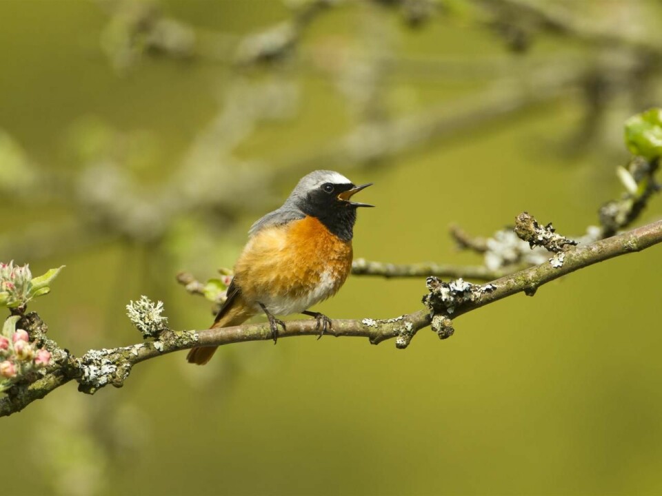 It’s not all bad news. Long-distance migrants like this Common Redstart are benefiting from warmer summers in Europe. (Photo: Mark Hamblin (rspb-images.com))