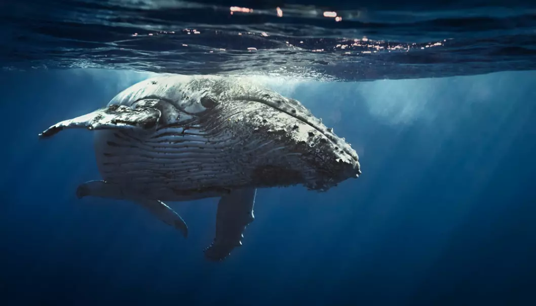 Whales and other large animals have a previously unknown large impact on the transport of nutrients around the world. (Photo: Shutterstock)