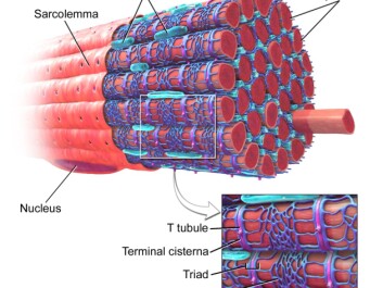 A muscle fibre with the sarcoplasmic reticulum coloured in blue. The sarcoplasmic reticulum contains calcium. Calcium ions are released through special channels when the muscle is stimulated by nerve signals. This free calcium causes the muscle cell to contract. When the muscle relaxes again, the calcium gets sent back into the sarcoplasmic reticulum. (Figure: Blausen.com staff. "Blausen gallery 2014". Wikiversity Journal of Medicine. DOI:10.15347/wjm/2014.010, Creative Commons) A muscle fibre with the sarcoplasmic reticulum coloured in blue. The sarcoplasmic reticulum contains calcium. Calcium ions are released through special channels when the muscle is stimulated by nerve signals. This free calcium causes the muscle cell to contract. When the muscle relaxes again, the calcium gets sent back into the sarcoplasmic reticulum. (Figure: Blausen.com staff. "Blausen gallery 2014". Wikiversity Journal of Medicine. DOI:10.15347/wjm/2014.010, Creative Commons)